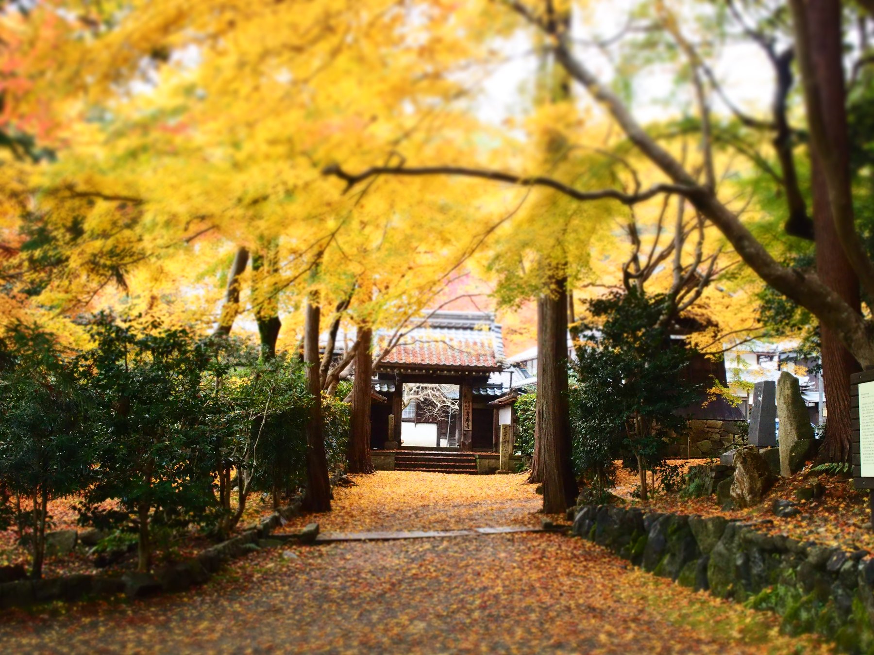 黄葉に包まれた青岸寺の参道