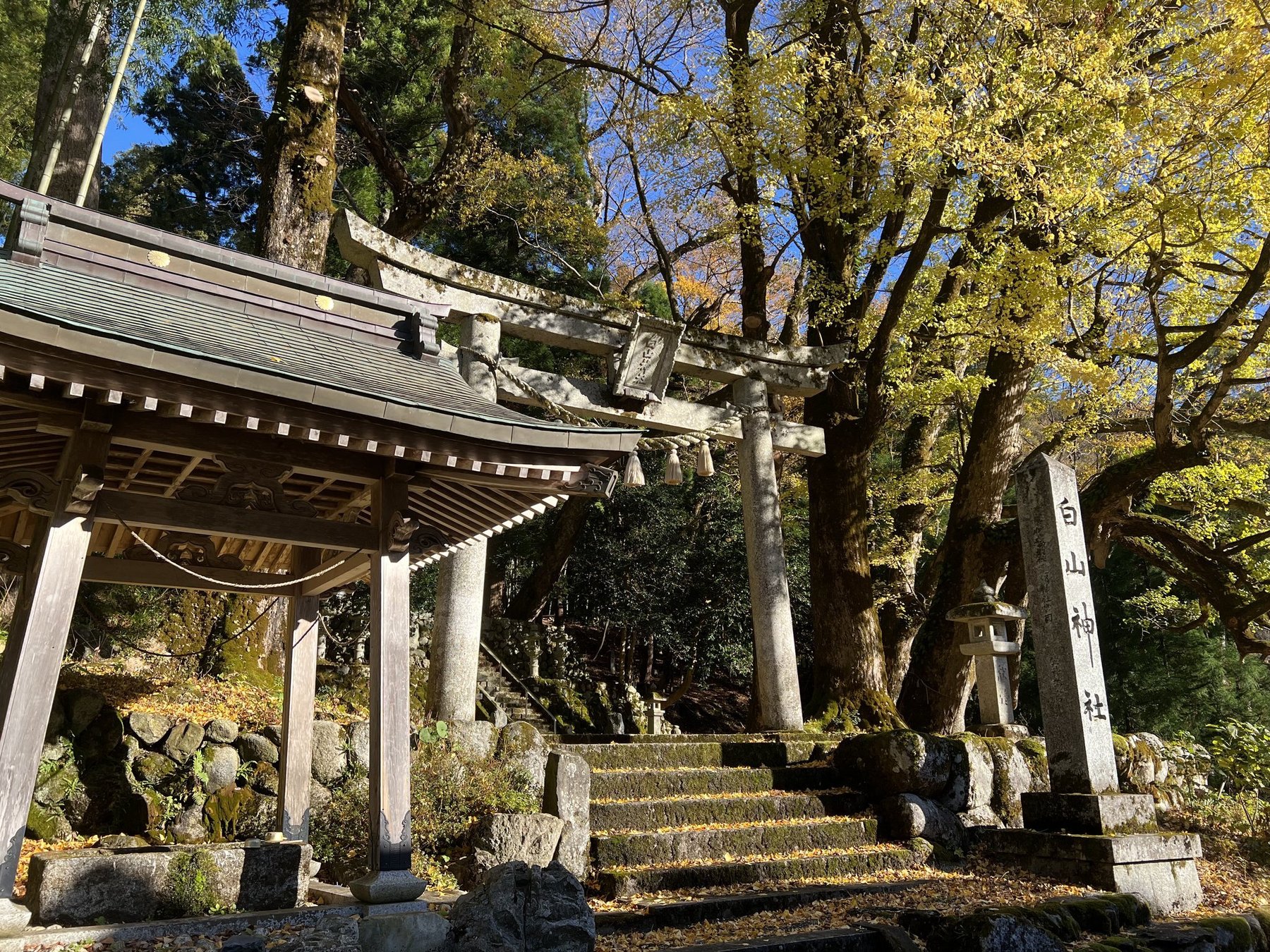 黄葉したイチョウと白山神社の鳥居